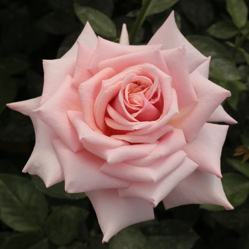 Rosen Online Gärtnerei - teehybriden-edelrosen - rosa - Rosa Budatétény - mittel-stark duftend - Márk Gergely - Alte Sorte mit sehr große Blumen. Langanhaltend blühend mit schönen Farbkombinationen.